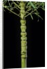 Phyllostachys aurea 'Holochrysa' (golden bamboo, fish-pole bamboo) by Anonymous
