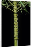 Phyllostachys aurea 'Holochrysa' (golden bamboo, fish-pole bamboo) by Anonymous