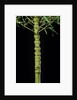 Phyllostachys aurea 'Holochrysa' (golden bamboo, fish-pole bamboo) by Anonymous