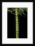 Phyllostachys aurea 'Holochrysa' (golden bamboo, fish-pole bamboo) by Anonymous