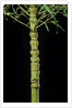 Phyllostachys aurea 'Holochrysa' (golden bamboo, fish-pole bamboo) by Anonymous