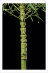 Phyllostachys aurea 'Holochrysa' (golden bamboo, fish-pole bamboo) by Anonymous