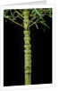 Phyllostachys aurea 'Holochrysa' (golden bamboo, fish-pole bamboo) by Anonymous