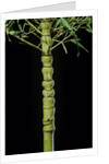 Phyllostachys aurea 'Holochrysa' (golden bamboo, fish-pole bamboo) by Anonymous