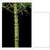Phyllostachys aurea 'Holochrysa' (golden bamboo, fish-pole bamboo) by Anonymous