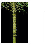 Phyllostachys aurea 'Holochrysa' (golden bamboo, fish-pole bamboo) by Anonymous