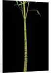 Phyllostachys aurea 'Holochrysa' (golden bamboo, fish-pole bamboo) by Anonymous