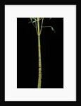 Phyllostachys aurea 'Holochrysa' (golden bamboo, fish-pole bamboo) by Anonymous