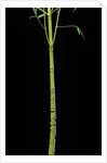 Phyllostachys aurea 'Holochrysa' (golden bamboo, fish-pole bamboo) by Anonymous
