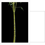 Phyllostachys aurea 'Holochrysa' (golden bamboo, fish-pole bamboo) by Anonymous