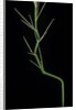 Phyllostachys aureosulcata (yellow groove bamboo) - young culm by Anonymous