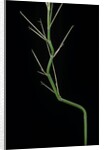 Phyllostachys aureosulcata (yellow groove bamboo) - young culm by Anonymous