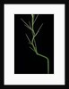 Phyllostachys aureosulcata (yellow groove bamboo) - young culm by Anonymous