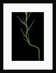 Phyllostachys aureosulcata (yellow groove bamboo) - young culm by Anonymous