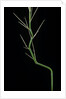 Phyllostachys aureosulcata (yellow groove bamboo) - young culm by Anonymous