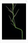 Phyllostachys aureosulcata (yellow groove bamboo) - young culm by Anonymous