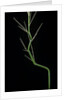 Phyllostachys aureosulcata (yellow groove bamboo) - young culm by Anonymous