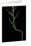 Phyllostachys aureosulcata (yellow groove bamboo) - young culm by Anonymous