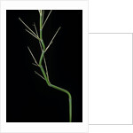Phyllostachys aureosulcata (yellow groove bamboo) - young culm by Anonymous