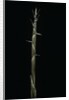 Phyllostachys aureosulcata (yellow groove bamboo) - shoot by Anonymous