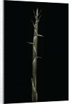 Phyllostachys aureosulcata (yellow groove bamboo) - shoot by Anonymous