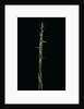 Phyllostachys aureosulcata (yellow groove bamboo) - shoot by Anonymous