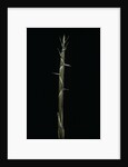 Phyllostachys aureosulcata (yellow groove bamboo) - shoot by Anonymous