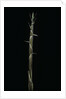 Phyllostachys aureosulcata (yellow groove bamboo) - shoot by Anonymous