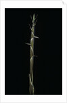 Phyllostachys aureosulcata (yellow groove bamboo) - shoot by Anonymous