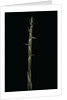 Phyllostachys aureosulcata (yellow groove bamboo) - shoot by Anonymous