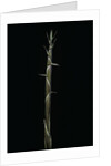 Phyllostachys aureosulcata (yellow groove bamboo) - shoot by Anonymous