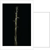 Phyllostachys aureosulcata (yellow groove bamboo) - shoot by Anonymous