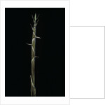 Phyllostachys aureosulcata (yellow groove bamboo) - shoot by Anonymous