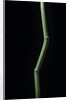 Phyllostachys aureosulcata (yellow groove bamboo) by Anonymous