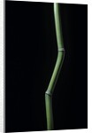 Phyllostachys aureosulcata (yellow groove bamboo) by Anonymous