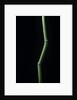 Phyllostachys aureosulcata (yellow groove bamboo) by Anonymous