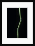 Phyllostachys aureosulcata (yellow groove bamboo) by Anonymous