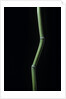 Phyllostachys aureosulcata (yellow groove bamboo) by Anonymous