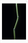 Phyllostachys aureosulcata (yellow groove bamboo) by Anonymous