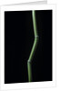 Phyllostachys aureosulcata (yellow groove bamboo) by Anonymous