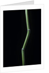 Phyllostachys aureosulcata (yellow groove bamboo) by Anonymous