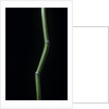 Phyllostachys aureosulcata (yellow groove bamboo) by Anonymous