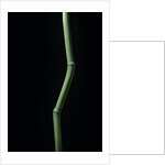 Phyllostachys aureosulcata (yellow groove bamboo) by Anonymous