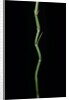 Phyllostachys aureosulcata (yellow groove bamboo) by Anonymous