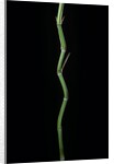 Phyllostachys aureosulcata (yellow groove bamboo) by Anonymous
