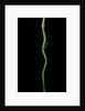 Phyllostachys aureosulcata (yellow groove bamboo) by Anonymous