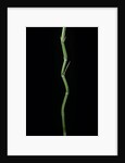 Phyllostachys aureosulcata (yellow groove bamboo) by Anonymous