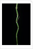Phyllostachys aureosulcata (yellow groove bamboo) by Anonymous