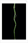 Phyllostachys aureosulcata (yellow groove bamboo) by Anonymous