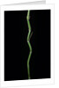 Phyllostachys aureosulcata (yellow groove bamboo) by Anonymous